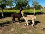 Koppel alpaca’s hengsten te koop, Mannelijk