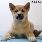 Shiba Inu (reutjes) - pups te koop, Dieren en Toebehoren, Honden | Poolhonden, Keeshonden en Oertypen, 15 weken tot 1 jaar, Buitenland