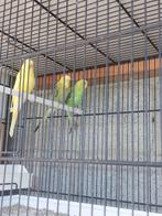 Grasparkieten, Dieren en Toebehoren, Vogels | Parkieten en Papegaaien