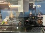 terrarium reptielen, Enlèvement, Comme neuf, Terrarium ou Paludarium