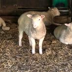 2 ooilammeren, Mouton, Femelle, 0 à 2 ans