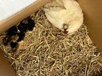 Kip met kuikens, Dieren en Toebehoren, Kip