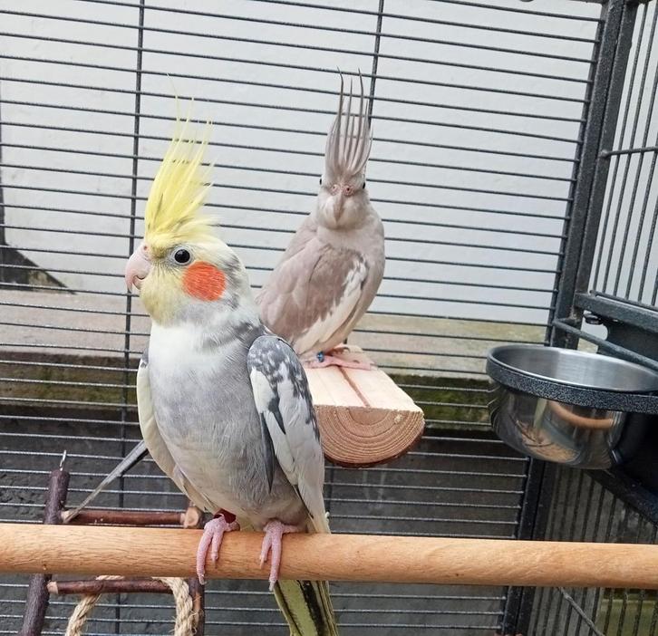 Très belle paire de calopsitte avec grande cage, Animaux & Accessoires, Oiseaux | Perruches & Perroquets, Perruche, Plusieurs animaux