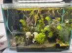 Aquarium met inhoud, Dieren en Toebehoren, Vissen | Aquaria en Toebehoren, Ophalen, Gebruikt