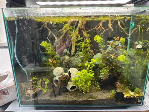 Aquarium met inhoud, Dieren en Toebehoren, Vissen | Aquaria en Toebehoren, Gebruikt, Ophalen