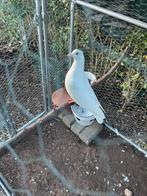 2 Jonge tuimelaars van 2025, Dieren en Toebehoren, Vogels | Duiven, Geslacht onbekend, Tuimelaar of Roller