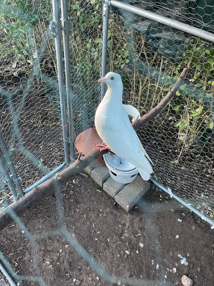 2 Jonge tuimelaars van 2025, Dieren en Toebehoren, Vogels | Duiven, Tuimelaar of Roller, Geslacht onbekend