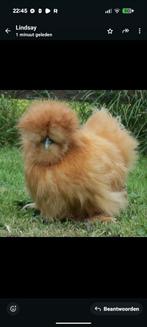 USA buff zijdehoen Hennen gezocht of padua's, Dieren en Toebehoren, Pluimvee