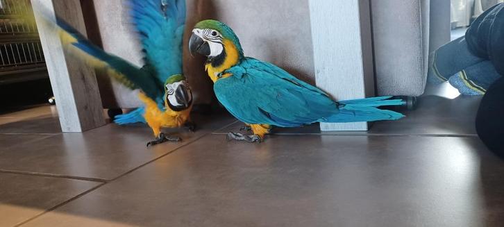 Blauw gele ara baby's, Dieren en Toebehoren, Vogels | Parkieten en Papegaaien, Papegaai, Meerdere dieren, Tam, Geringd