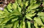 hosta soorten, Tuin en Terras, Vaste plant, Halfschaduw, Zomer, Ophalen