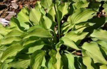 hosta soorten beschikbaar voor biedingen