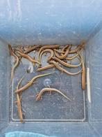 Chalcides ocellatus, Hagedis, 0 tot 2 jaar