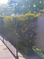 Taxus haag, Ophalen, Taxus, Haag, 100 tot 250 cm