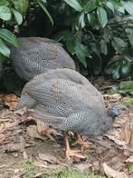 Trio parelhoenen, Animaux & Accessoires, Oiseaux | Oiseaux Autre