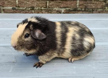 Cavia beertjes  beschikbaar voor biedingen