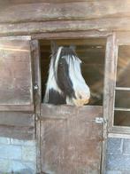 Tinker merrie, Animaux & Accessoires, Chevaux, Vermifugé, 11 ans ou plus, Débourré, Moins de 160 cm