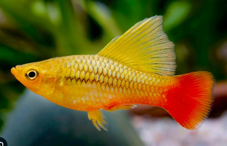 Groene Zeilvin Platy - Nieuw! 2xM+2xF - Zuivere lijnkweek, Animaux & Accessoires, Poissons | Poissons d'aquarium, Poisson d'eau douce