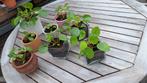 Jonge pannenkoeken plantjes, Jardin & Terrasse, Plantes | Arbustes & Haies, Enlèvement ou Envoi