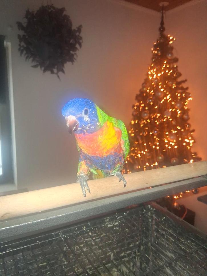 Lori van de blauwe berg, Dieren en Toebehoren, Vogels | Parkieten en Papegaaien