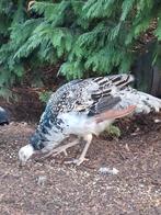 Zwartvleugel pauw Haan, Dieren en Toebehoren