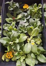 Primula plantjes (sleutelbloem), Ophalen