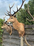 Oude jachttrofee curiosa taxidermie opgezette, Ophalen of Verzenden