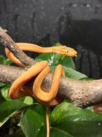 Corallus Hortulanus CB250101 01, Serpent, 0 à 2 ans
