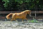 Super brave 2,5 jarige NEW FOREST merrie C pony allrounder, Merrie, Gechipt, Springpony, 3 tot 6 jaar