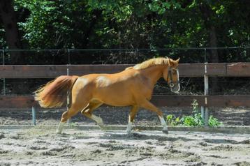 Super brave 2,5 jarige NEW FOREST merrie C pony allrounder beschikbaar voor biedingen