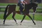 Fijne en makkelijke ruin, Dieren en Toebehoren, Paarden, B, Ruin, 3 tot 6 jaar, 160 tot 165 cm