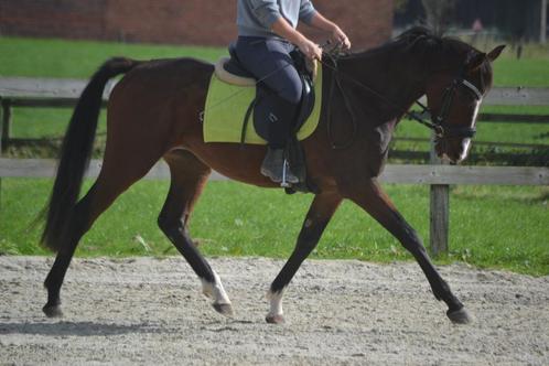 Fijne en makkelijke ruin, Dieren en Toebehoren, Paarden, Ruin, B, 160 tot 165 cm, 3 tot 6 jaar, Recreatiepaard