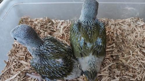 Halsbandparkieten split bleekstaart, Dieren en Toebehoren, Vogels | Parkieten en Papegaaien