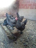 Mechelse koekoek, Dieren en Toebehoren