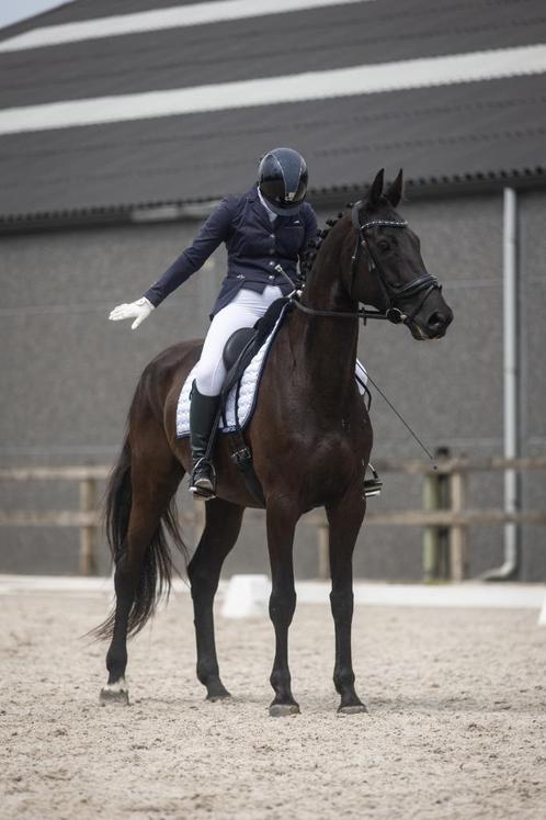 Lesgever en ruiter aangeboden, Dieren en Toebehoren, Paarden