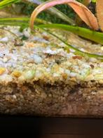 Garnalen, Dieren en Toebehoren, Vissen | Aquariumvissen