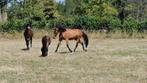 Zeer mooie 3 jarige merrie, Dieren en Toebehoren, Paarden, Merrie, Springpaard, Minder dan 160 cm, Gechipt