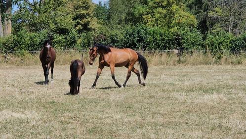 Zeer mooie 3 jarige merrie, Dieren en Toebehoren, Paarden, Merrie, Onbeleerd, Minder dan 160 cm, 3 tot 6 jaar, Springpaard, Met stamboom