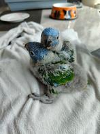 Lorybabys v d blauwe bergen, Dieren en Toebehoren, Papegaai, Pratend