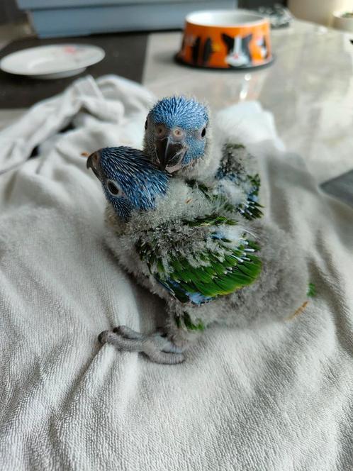 Lorybabys v d blauwe bergen, Dieren en Toebehoren, Vogels | Parkieten en Papegaaien, Papegaai, Pratend, Tam, Geringd