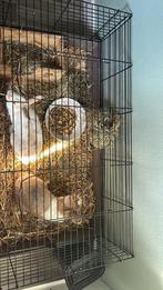 2 gratis konijnen met 2 kooien, Dieren en Toebehoren