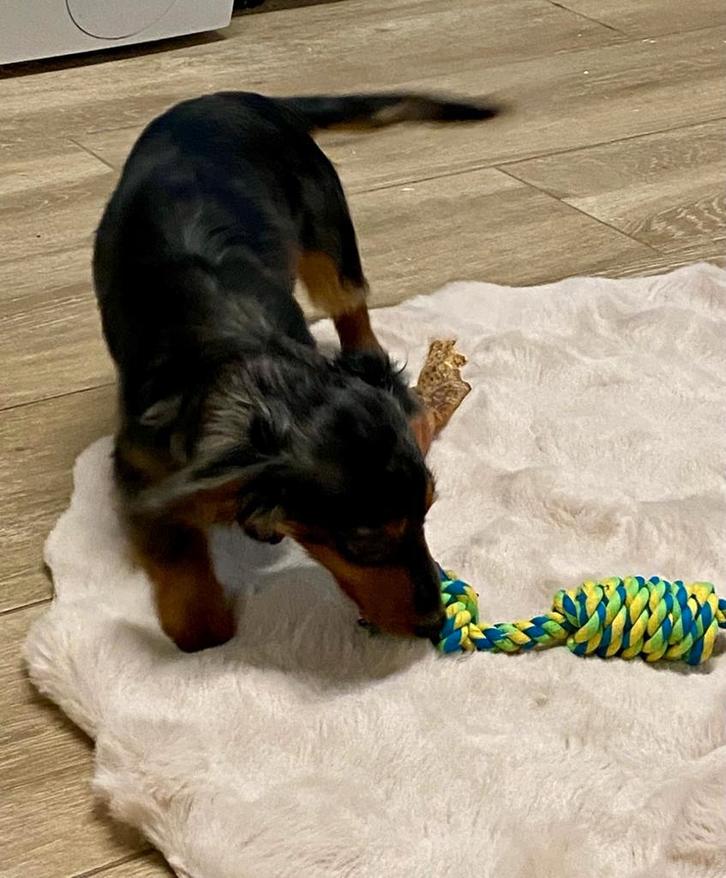 teckel nain à poil long males, Animaux & Accessoires, Chiens | Teckels & Bassets, Chien (mâle), Poils longs, Nain, Éleveur | Professionnel