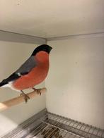Wildkleur goudvinken 2025, Meerdere dieren, Wildzangvogel, Geringd