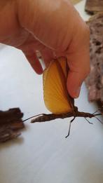 Uitverkoop verschillende soorten wandelende takken, Animaux & Accessoires, Insectes & Araignées, Phasme