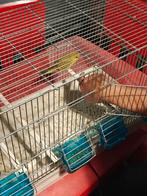 Jonge tamme grasparkiet, Dieren en Toebehoren, Vogels | Parkieten en Papegaaien, Geslacht onbekend, Parkiet, Tam