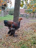 Jonge Brahma goudpatrijs hanen, Dieren en Toebehoren, Pluimvee