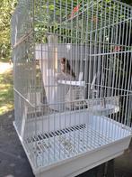 Chardonneret femelle, Dieren en Toebehoren, Vogels | Hokken en Kooien, Ophalen of Verzenden, Zo goed als nieuw