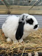 NHD konijn, Dieren en Toebehoren, Konijnen