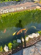7 KOI, Dieren en Toebehoren, Vissen | Vijvervissen, Karper of Koi