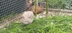 Jeune Caille mâle et femelle, Dieren en Toebehoren, Mannelijk