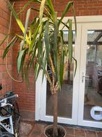 Yucca plant, Ophalen, Yucca